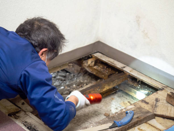 Best Residential Mold Removal  in San Joaquin, CA