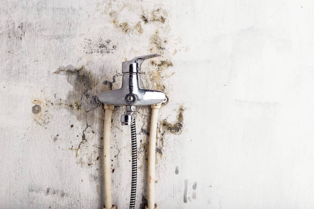 Best Local Mold Removal Service  in San Joaquin, CA