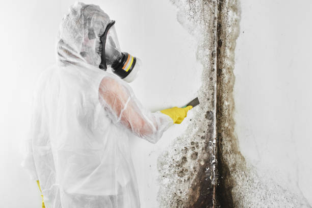 Best Certified Mold Removal  in San Joaquin, CA