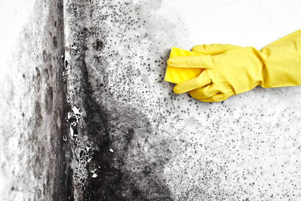 Best Local Mold Removal Service  in San Joaquin, CA