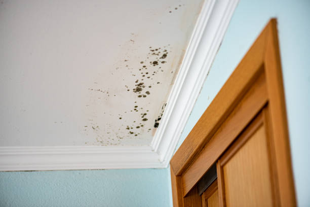 Best Toxic Mold Removal  in San Joaquin, CA