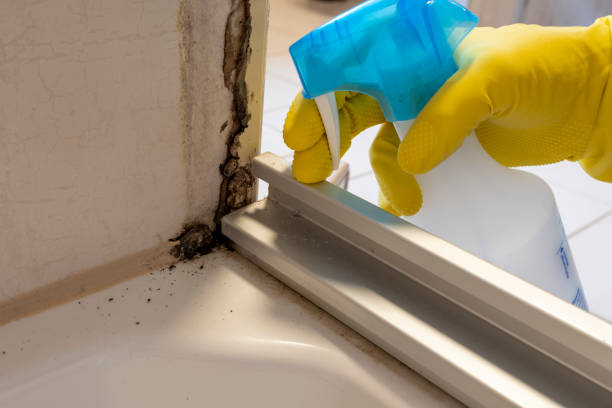 Best Best Mold Removal Companies  in San Joaquin, CA