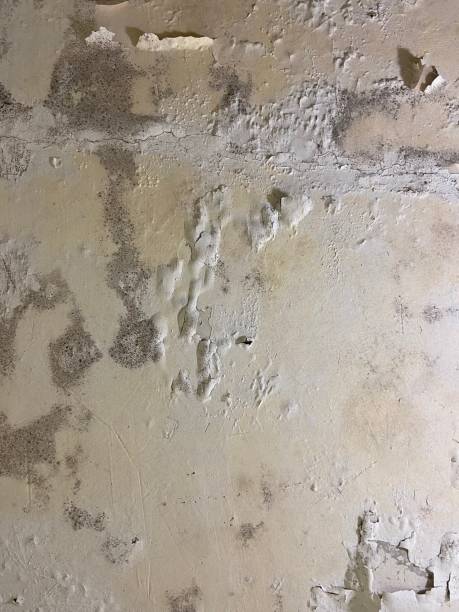  San Joaquin, CA Mold Removal Pros
