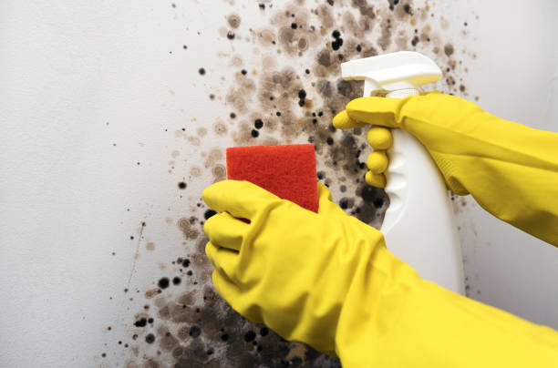 Best Mold Remediation  in San Joaquin, CA