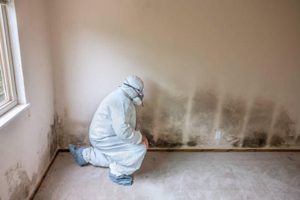 Best Attic Mold Removal  in San Joaquin, CA