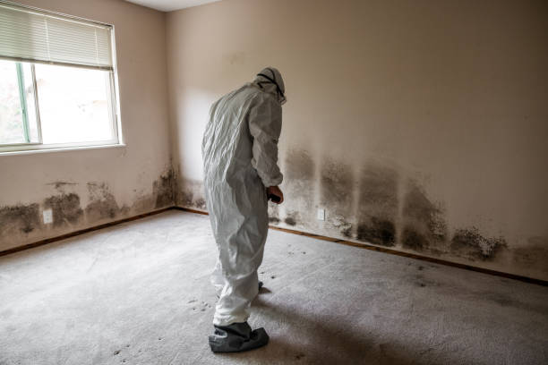 Best Toxic Mold Removal  in San Joaquin, CA