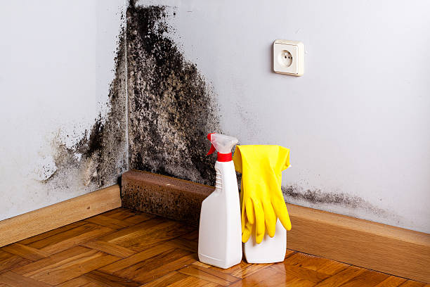 Trusted San Joaquin, CA Mold Removal Experts