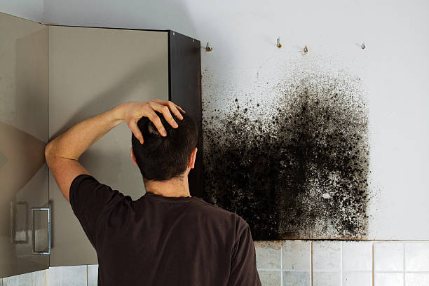 Best Black Mold Removal  in San Joaquin, CA