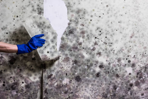 Best Mold Removal Near Me  in San Joaquin, CA