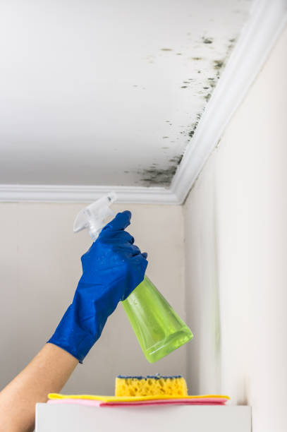 Best Mold Remediation Experts  in San Joaquin, CA